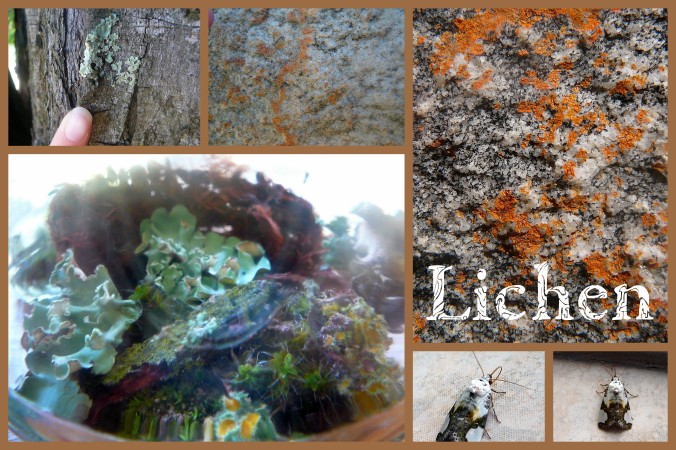 Moss Lichen & Mushrooms2